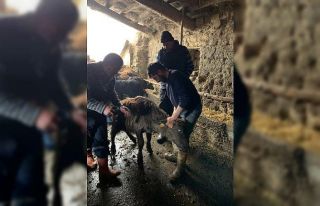 Manda tespit çalışması sürüyor