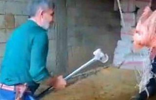 Mardin’de ‘boğaya şiddet’ davası 16 Şubat’a...