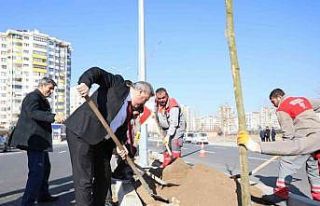 Melikgazi ilçeyi devasa ağaçlarla yeşillendirmeye...