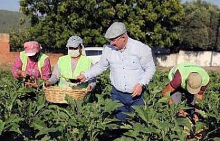 Menteşe Belediyesi ‘Tohum Bankası’ kuruyor