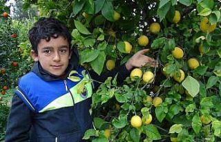 Mersin’de limon hasadı sürüyor
