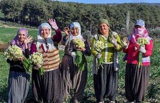 Mersin’de Nergis Festivali düzenlenecek