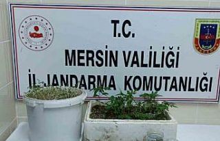Mersin’de uyuşturucu operasyonu: 1 tutuklu