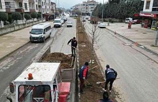 Milyonlarca çiçek diktiler