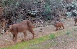 Muğla’da nesli tükenmekte olan karakulaklar fotokapan...