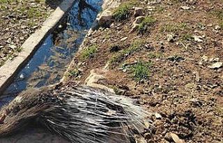 Nesli tükenme tehlikesi altındaki oklu kirpi telef...