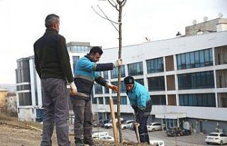 Nilüfer’de ağaçlandırma çalışmaları başladı
