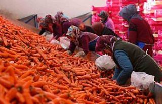 Ocak ayında elle sökümü yapılan havuç, dünya...