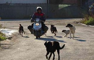 Okurlar gazeteyi, sokak hayvanları onu bekliyor