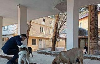 Osmaniye Belediyesi, sokak hayvanlarına umut oluyor