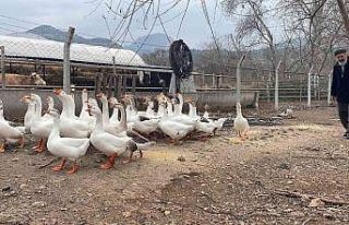 (ÖZEL) Bu kazların sahipleriyle kurduğu iletişim...