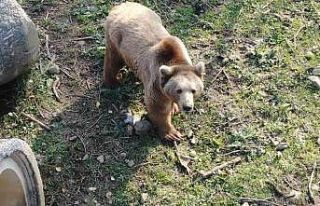 (Özel) Felç olan ayı, tedaviyle ayağa kalktı