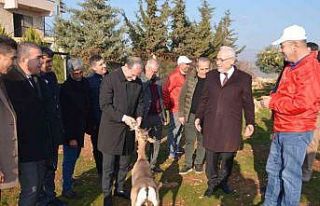 Özenle korunan dağ ceylanları çoğalıyor