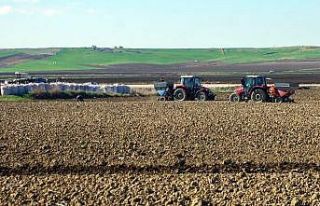 Patates tohumları toprakla buluşuyor
