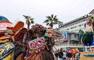 Pehlivan develer görücüye çıkıyor