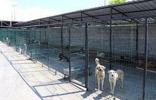 Safranbolu’da 119 sokak hayvanı sahiplendirildi