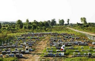 Sakarya Büyükşehir bu proje ile bir yılda 29 ton...