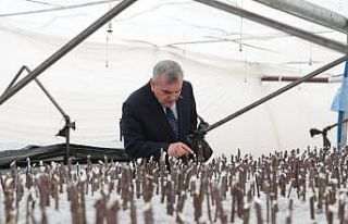 Şanlıurfa yeşile bürünüyor