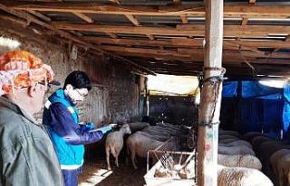 Şaphane’de anaç koyun keçi desteklemesi tespit...