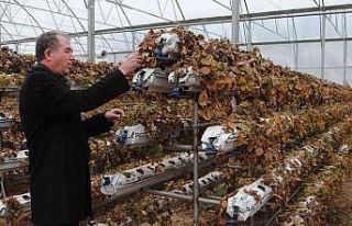 Sarıcakaya, gözünü akıllı seralara dikti