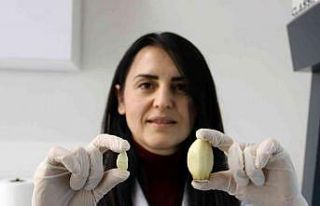 SBTÜ avuç büyüklüğündeki dev sarımsağı çoğaltılmayı...