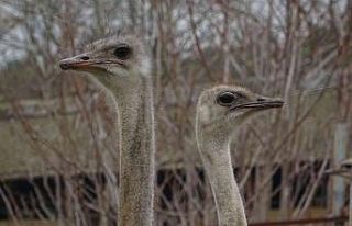 Sıcak hava onları da şaşırttı...Deve kuşları...