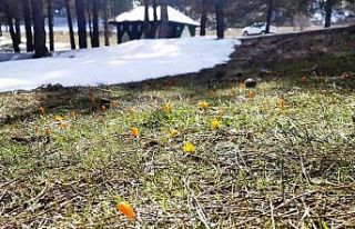 Simav Gölcük Yaylasında kar ve çiğdemler yan...