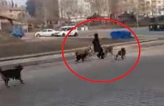 Sinop’ta başıboş köpekler yoldan geçen genç...