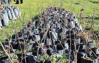 Şırnaklılar huzura kavuştu, atıl durumdaki arazileri...