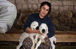 Sivas’ta 2023 yılının ilk kuzuları dünyaya...