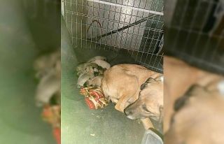 Soğukta yedi yavrusuyla kaldırım kenarına sığındı,...