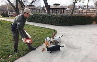 Sokak hayvanlarına HAYDİ ekipleri müdahalesi