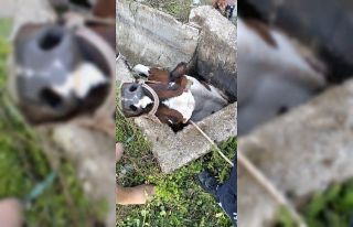Sulama kanalı çukuruna düşen inek kepçeyle kurtarıldı