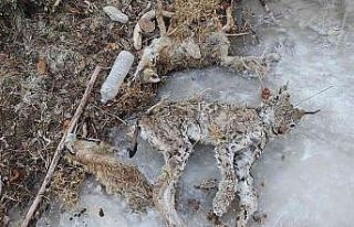 Sulama kanalına düşen vaşak telef oldu