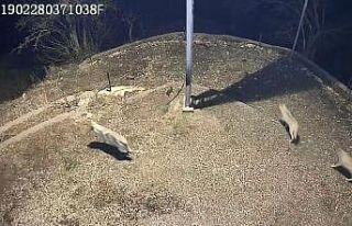 Sürü halinde köye inen kurtlar güvenlik kamerasına...