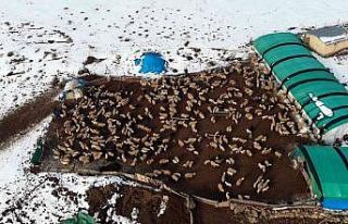 Süt kuzuları günde 2 defa anneleriyle buluşturuluyor