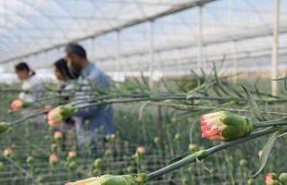 Tanesi 2 ile 5 TL arasında satılıyor, kimse yetiştirmeye...