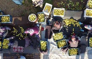 Tarım-ÜFE yıllık yüzde 151,03 arttı