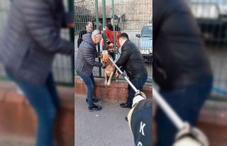 Tel örgülerin arasına sıkışan köpeğe kurtarma...