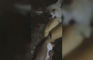 Tilkiye elleriyle yemek yedirdi