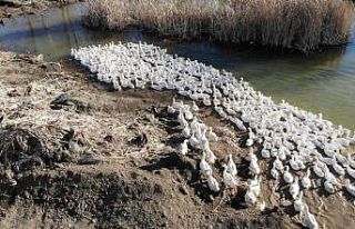Tokat kazı, Kars kazına rakip olacak