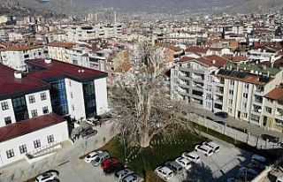 Tokat’ta 5 asırlık çınar ağacı koruma altına...