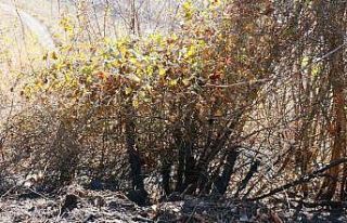 Trabzon’da örtü yangını, 3 dönümlük fındık...