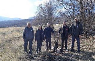 Tunceli’de yaban keçisi öldüren 4 kişiye 264...