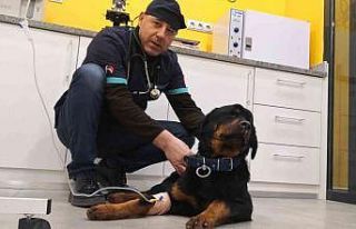 Türkiye’de 13 milyon civarında kedi ve köpek,...