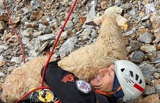 Uçuruma düşen koyun kurtarıldı