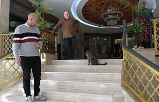 Unutulan kedi otelin maskotu oldu