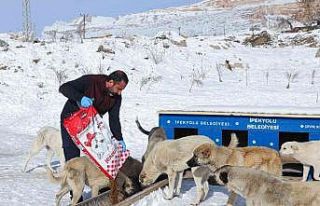 Van Büyükşehir soğuk kış günlerinde sokak hayvanlarını...