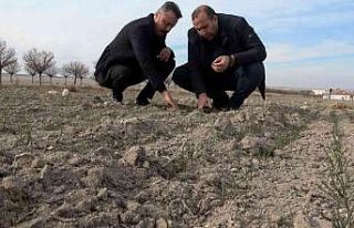 Yağışların yüzde 50 azaldığı Aksaray’da...