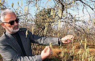 Yalancı bahara aldanan fındık için üreticilere...